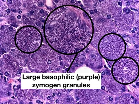 Pretty in purple! Serous acini of parotid gland (major salivary gland ...