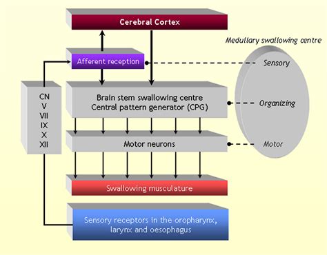 Neural Control Of Feeding And Swallowing Physical Medicine And