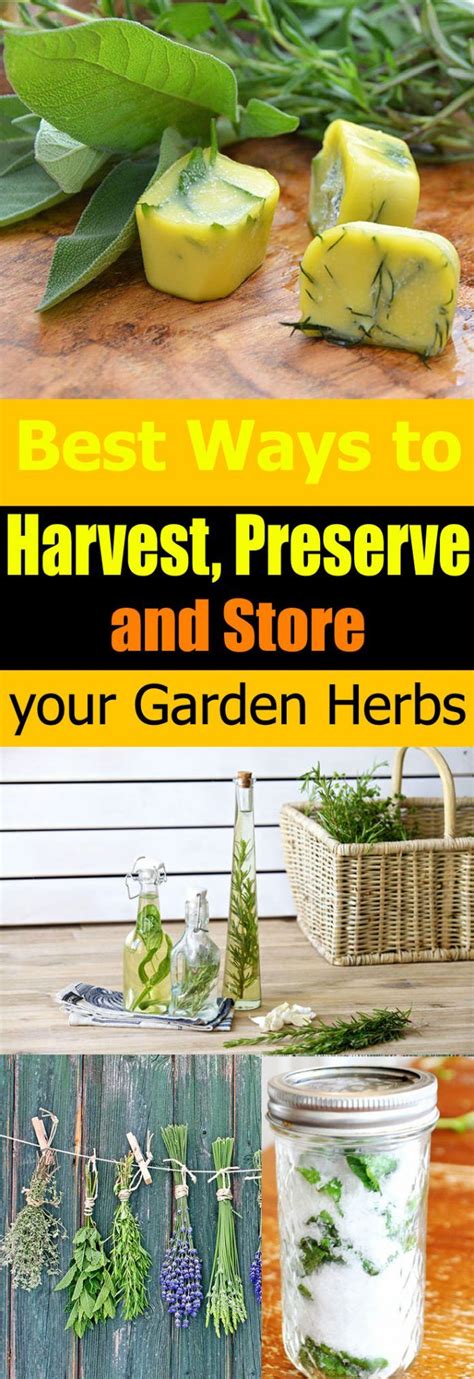 The Best Ways To Harvest And Store Your Garden Herbs