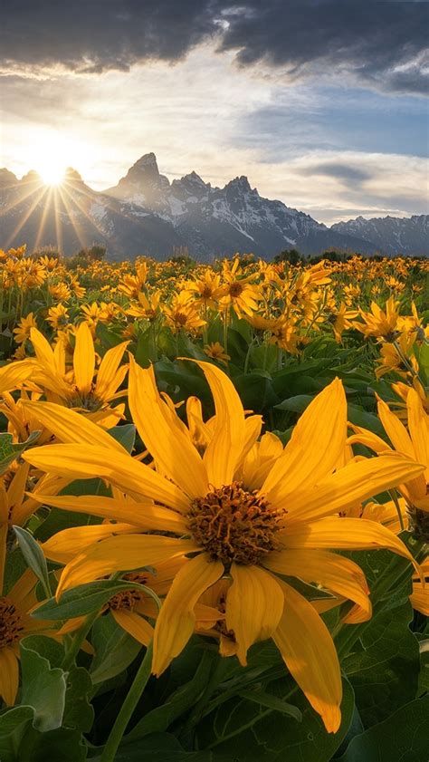 Roz Wietlona Balsamorhiza I G Ry Grand Teton Tapeta Na Telefon