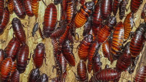 La Blatte De Jardin Ou Blatte Germanique Un Insecte Nuisible Surveiller