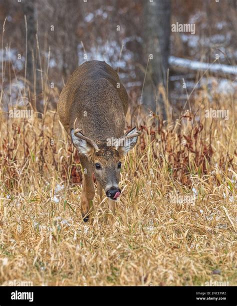 White Tailed Buck During The Rut In Northern Wisconsin Stock Photo Alamy