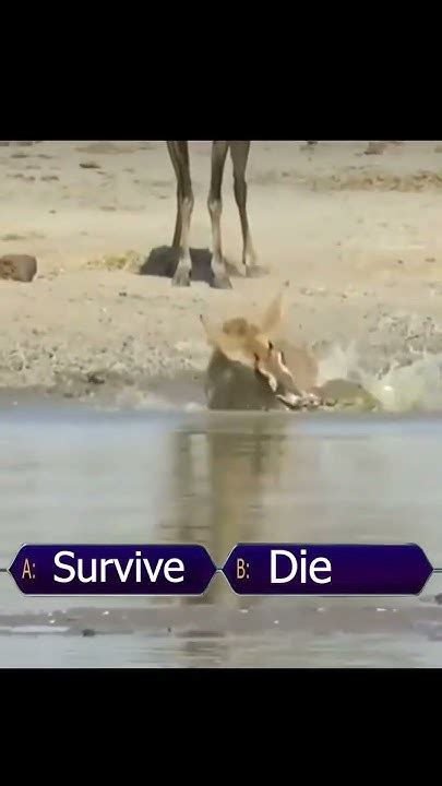 Shock Will The Antelope Survive In The Mouth Of A Crocodile