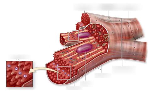 5. Cardiac Muscle Intercalated Discs Diagram | Quizlet