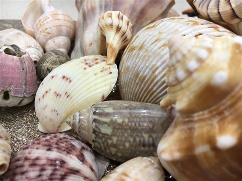 Assorted Seashells Handpicked From Florida Sea Glass Mixed Pound