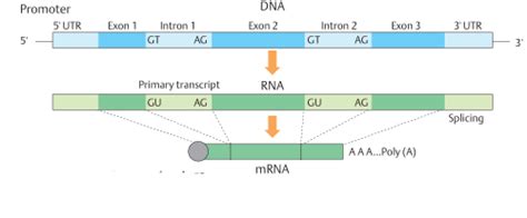 Eukaryotic gene structure » Magazine Science