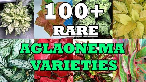 Rare Varieties Of Aglaonema With Names Plant Identification