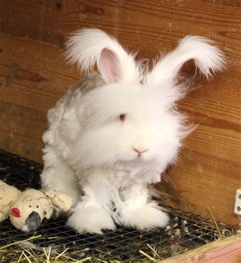 Clipping An Angora Rabbit Uk National Angora Rabbit Club