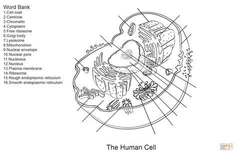 Anatomy Of A Cell Worksheet Anatomy Worksheets