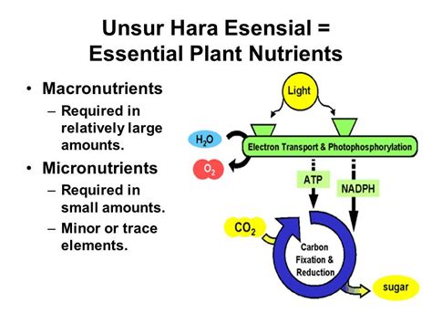 Unsur Hara Esensial Essential Plant Nutrients Unsur Hara Tumbuhan Akan