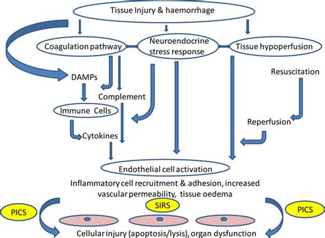 Pathways Leading To Tissue And Organ Damage After Trauma Tissue Injury Download Scientific