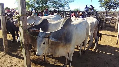 Boi de carro juntas e pareas no pátio da Feira do Gado de Tabira PE dia