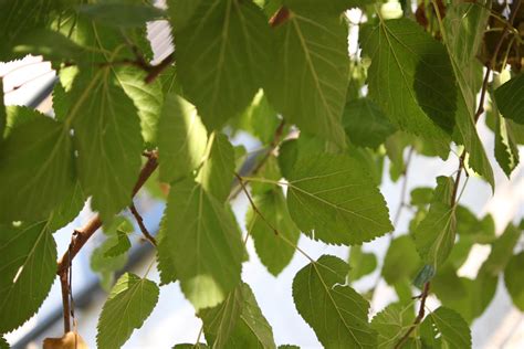 hanging leaves  greenbenbon  deviantart