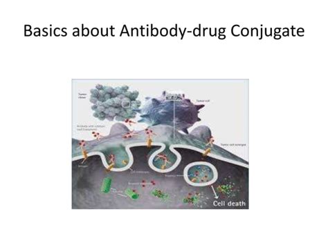 A Brief Guide To Antibody Drug Conjugate Ppt