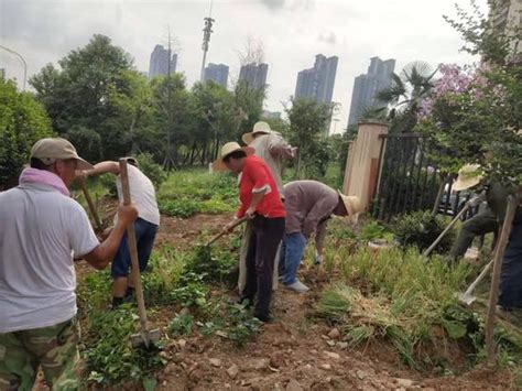 公共绿地变私家菜园 东湖风景区城管集中整治还绿于民 新浪湖北 新浪网