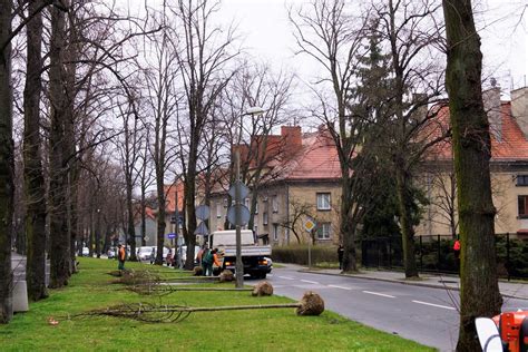 Drogowcy Z Gliwic Odtworz Historyczny Szpaler Drzew Przy Ul Mickiewicza