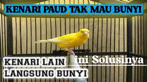 KENARI PANCINGAN KENARI LAIN CUITAN KENARI PAUD YouTube