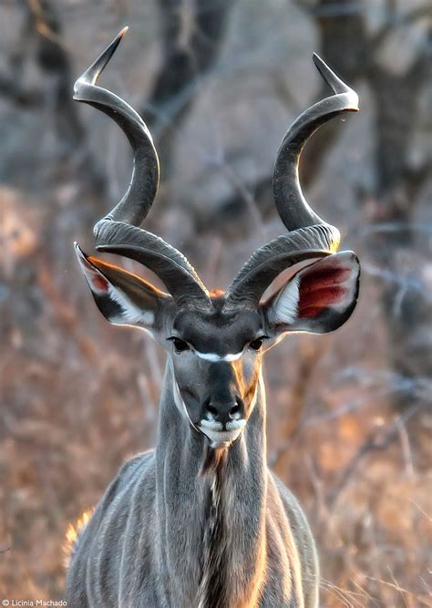 Meet The Greater Kudu Artofit