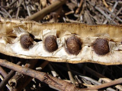 Moringa Wunderbaum Der Gegen Krankheiten Wirkt Utopia De