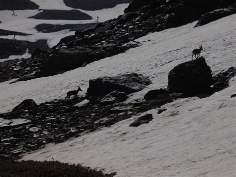 The wildlife of Sierra Nevada | Erasmus blog Granada, Spain