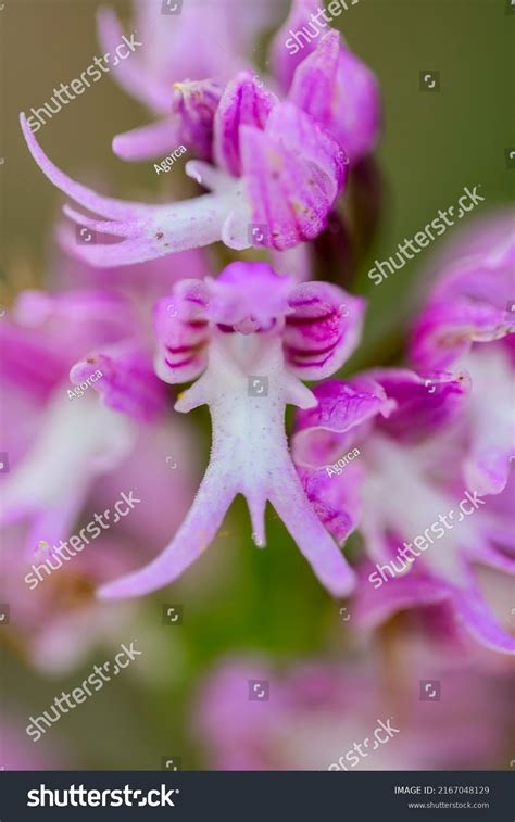 Orchis Italica Del Mediterraneo Naked Man Stock Photo