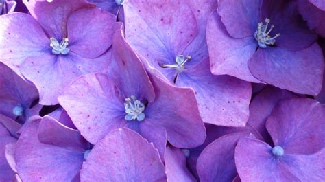 Pink Hydrangeas Free Stock Photo - Public Domain Pictures