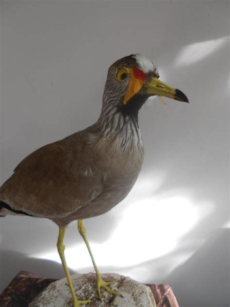 African Wattled Lapwing Taxidermy Full Body Mount Vanellus Senegallus