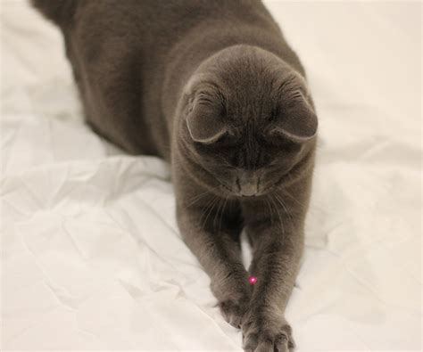 Encore Cat Sitting - Seattle Columbia City, Seward Park Cat Sitter