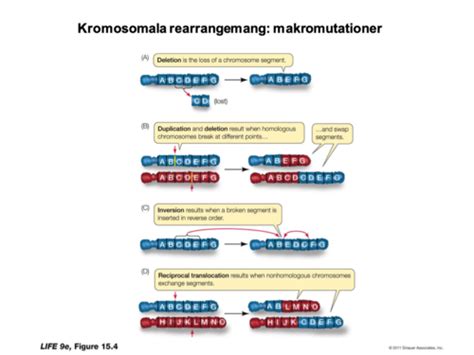 Mutationer och Genom PS föreläsning 3 Flashcards Quizlet