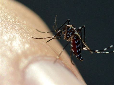 El temido mosquito tigre se adapta al frío con cápsulas del tiempo