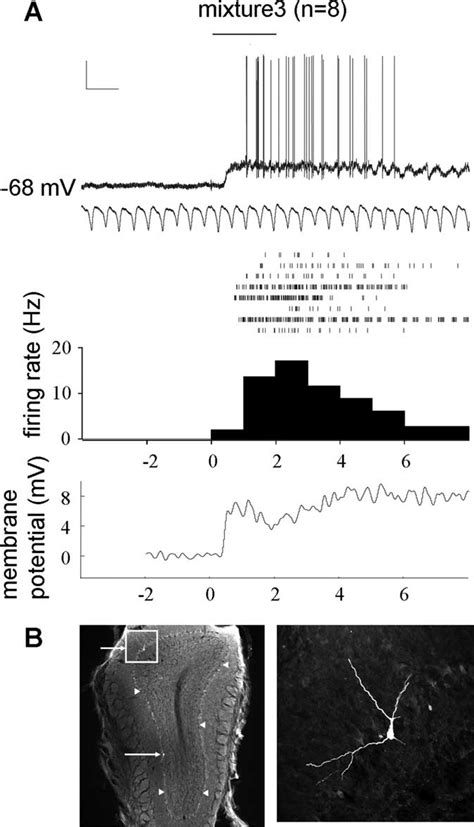 In Vivo Intracellular Recording Reveals Both Suprathreshold And