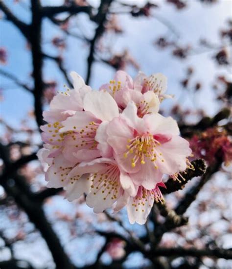 春の訪れを感じる桜。きれいな花が咲くために必要なものとは？ おおいまち消化器外科クリニック