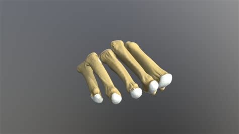 Human metatarsals and sesamoid bones - Buy Royalty Free 3D model by ...