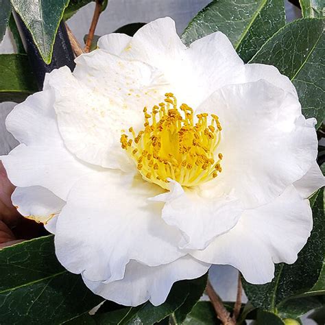 Silver Waves Camellias For Sale Online The Tree Center