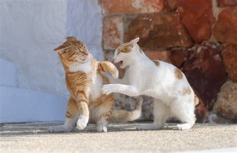 How To Tell If Cats Are Playing Or Fighting 7 Signs Askvet