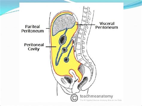 The Peritoneum Peritoneal Cavity Dr Kumar Satish Ravi