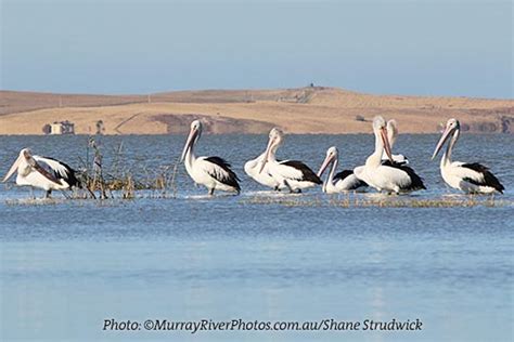 Coorong Birdwatcher's Trail, South Australia