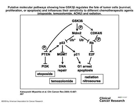 Putative Molecular Pathways Showing How Gsk3β Regulates The Fate Of