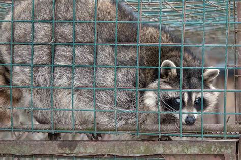 How To Keep Raccoons Off Your Roof Life Of A Roof