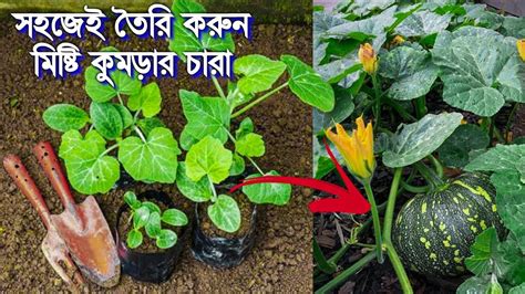 মিষ্টি কুমড়ার বীজ থেকে চারা কুমড়া চাষ পদ্ধতি How To Grow Pumpkin