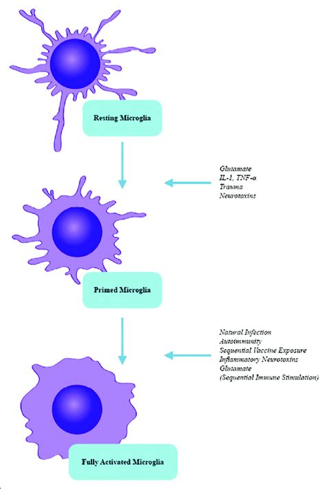 Microglial Priming And Full Activation By Sequential Immune Download Scientific Diagram