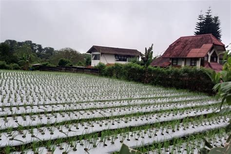 Pemkot Depok Kembangkan Konsep Urban Farming ANTARA News Megapolitan