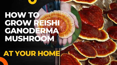 Cultivation Method Reishi Ganoderma Lucidum Cultivation Lingzhi