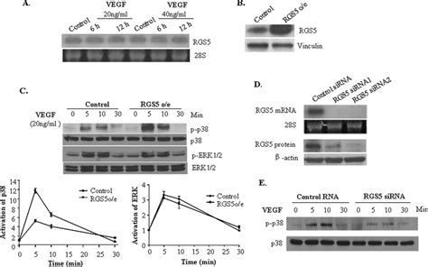 Rgs Induction Is Associated With Vegf Signaling Pathway Effects A