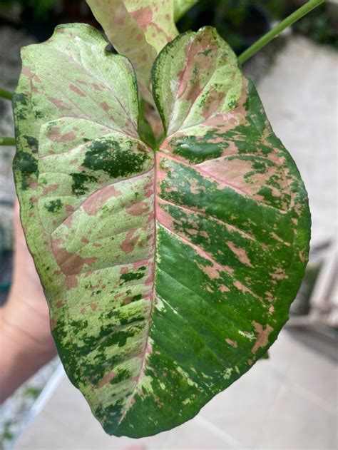 Syngonium Confetti Tricolor In Pretty Plants Plant Leaves