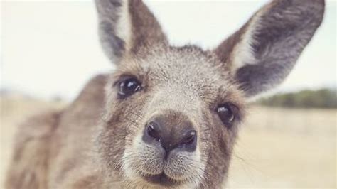 Petition · Where's our Kangaroo emoji? · Change.org