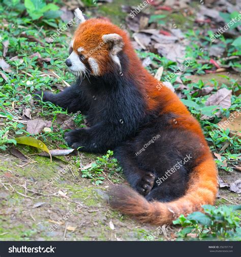 Red Panda Bear With Long Tail Stock Photo 256701718 Shutterstock