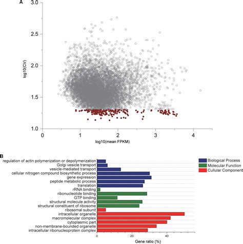 Frontiers Genome Wide Identification And Evaluation Of New Reference