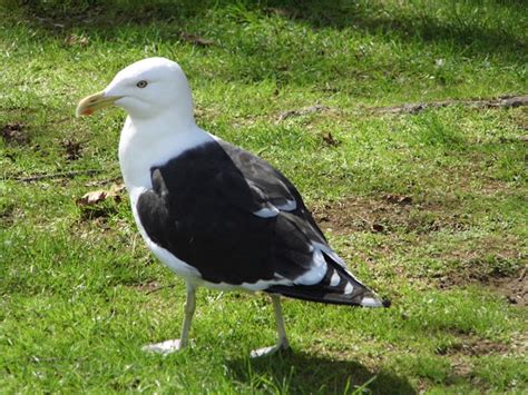 Black Backed Gull Karoro Project Noah