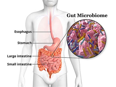 Gut Microbiome In Crohns Dubai Gut Microbiome In Ulcerative Colitis